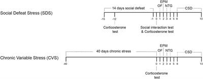 The Effects of Chronic Stress on Migraine Relevant Phenotypes in Male Mice